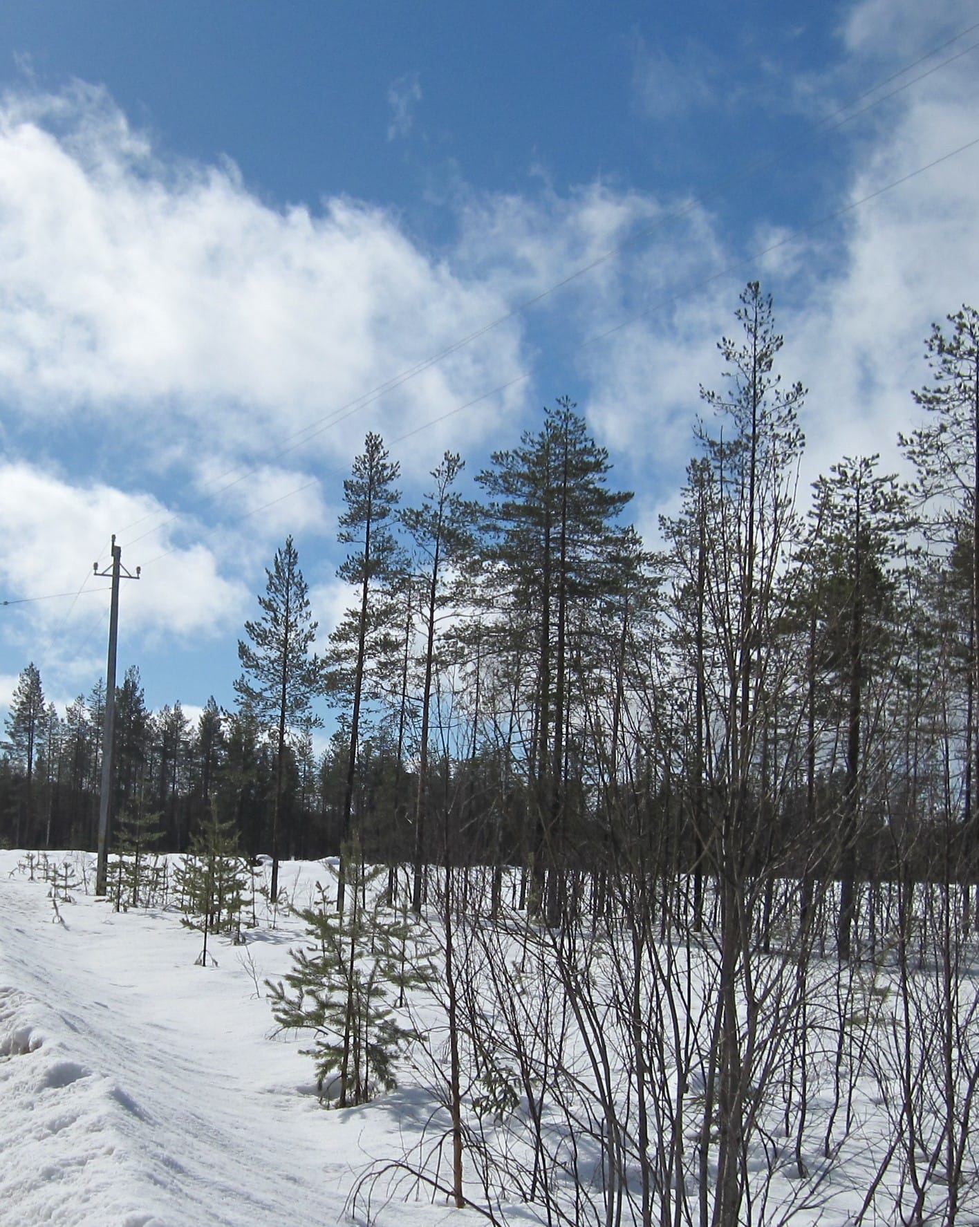 Pajuja linja-aukolla